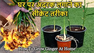 घर पर गमले में अदरक लगाने का सीक्रेट तरीका | Ghar Par Gamle Mein Adrak Kaise Ugaye | Grow Ginger