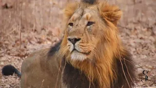 Lion Safari at Gir National Park, Sasan Gir, Gujarat 2024