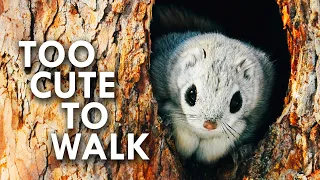 Flying Squirrels and The Animals that Fall With Style