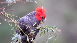 Helmkaketoe (Callocephalon fimbriatum)