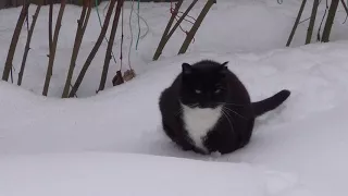 Кошка Фуня идет по глубокому снегу.