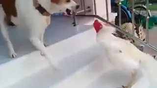 Chicken VS Dog