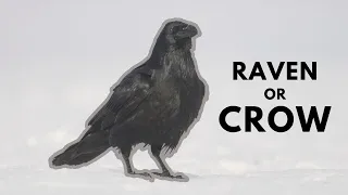 Crow vs raven. Jackdaw vs rook. Differences between ravens, crows, rooks and jackdaws!