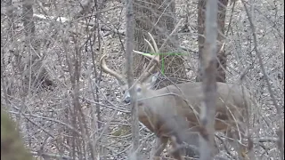 Big Buck Dropped With Suppressed AR-15 243 WSSM ATN X-Sight 4k