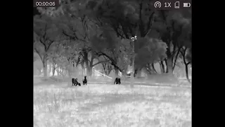 HIKMICRO Lynx LH19 thermal monocular footage ][ Rabbits ][ Fox ][ Kangaroo ][ Cow