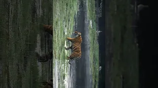 Ranthambhore Tiger safari