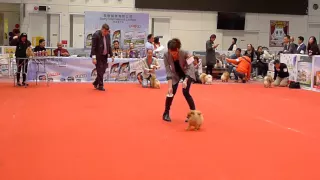 Dog Show AKC 20151206- 3/6 Pomeranian