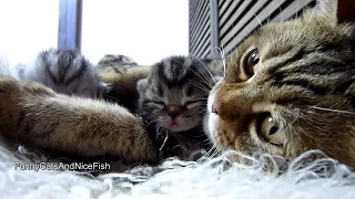 Purr-fect video | Amazing Mother Cat and Cute Baby  Meowing Funny Kittens