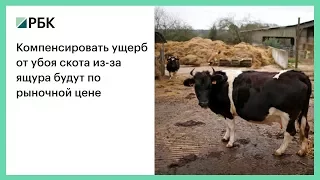 Компенсировать ущерб от убоя скота из-за ящура будут по рыночной цене