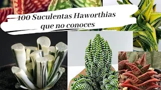 100 SUCULENTAS HAWORTIAS  EXÓTICAS Y RARAS - TOP DE  LAS MAS HERMOSAS