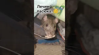 Как скормить лекарство дикой крысе. 🤗 Мыша кушает. 🐭 #wildrats #cuterats #funnypets #animals