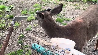 Buck didn’t stay to long this evening 🦌☺️