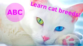 ABC cats — Learn the A-Z alphabet with cats for children!