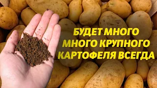 Огромная картошка вырастает после этого осеннего удобрения! Заправьте в землю под картофель с осени