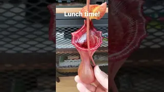 Pitcher plant eating an insect