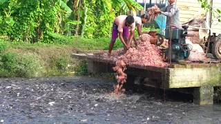 Feeding Live Food To Catfish | Hybrid Magur Fish Farming Business In India - Fish World