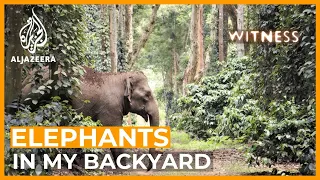 India: Elephants in My Backyard | Witness