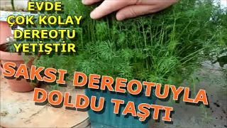 Saksıda dereotu yetiştirme. Kolay yöntemle evde dereotunu kendin yetiştir! How To Plant Dill?