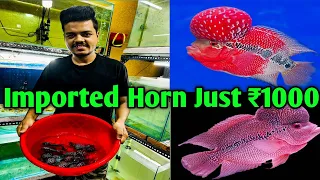 Best Flower Horn Shop In Kolkata || Best Exotic Flowers Horn Shop In Kolkata || Just ₹1000