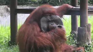 See Orangutan Smoking in Video That's Sparking Animal Activist Uproar