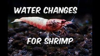 Water Changes in Shrimp Tanks