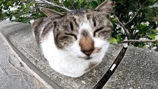 A close-up of a stray cat who is used to cameras [Cat Island] [Okinawa] [Oujima]