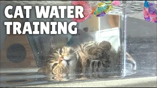 Cat's Underwater Navy SEAL Training! | Kittisaurus