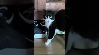 some funny cats