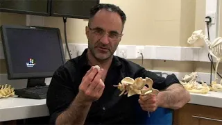 Innovation in veterinary surgery with Noel Fitzpatrick - part 1