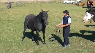 TROPILLA de MOROS  EXCELENTE muy PREMIADA $33000 C/U - WWW.LOSEQUINOS.COM