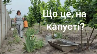 ОБРОБЛЯЄМО КАПУСТУ! СіЄМО КАБАЧКИ!