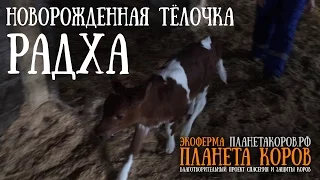 Новорожденная телочка Радха   экоферма Планета Коров