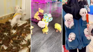 Tik Tok Chó Phốc Sóc Mini 😍 Funny and Cute Pomeranian #380