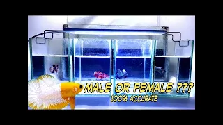Betta Fish Male And Female (Differences and Determining gender)
