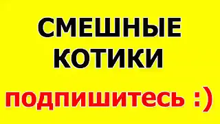 СМЕШНЫЕ КОТЫ 2015   Лучшая Подборка Приколов 91 ПРИКОЛЬНЫЕ КОШКИ   Супер ВИДЕО