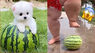 Tik Tok Chó Phốc Sóc Mini 😍 Funny and Cute Pomeranian #300