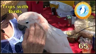 Get that parrot out of here! | Ep.65: Taking your bird on trips | Cockatude: Cockatoos with Attitude