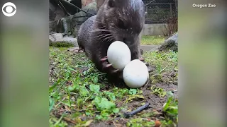 Otters snack on eggs