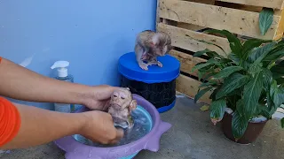 Adorable babe monkey drink milk