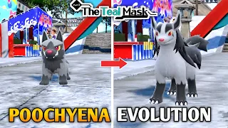 Poochyena Evolves Into Mightyena Animation In Pokemon Scarlet & Violet DLC : The Teal Mask