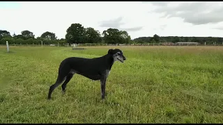 South Lodge Meadows Dog Walking Fields