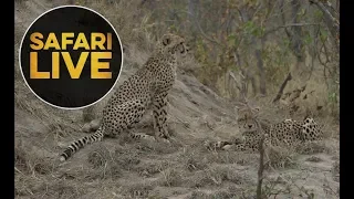 safariLIVE - Sunrise Safari - June 17, 2018