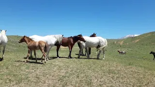 Atların məkanı