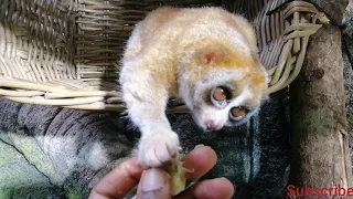 slow loris #Critically_endangered #animals #Not_Pets