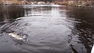 С полем! "Селькупские таймени"