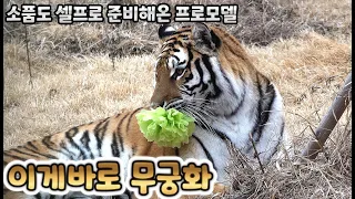 (4K)오빠 뼈 뜯을동안 화보촬영중이었던 무궁이 - 백두대간수목원 / 한국호랑이 / 호랑이숲