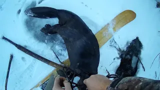 удачная проверка проходных капканов на бобра установленных под лед
