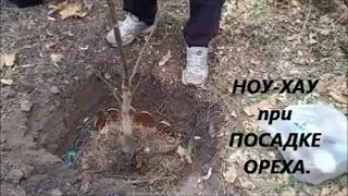 Посадка саженцев ореха осенью. Наш способ посадки грецкого ореха от А до Я. Посадили орехи в лесу.