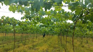 LA MEJOR FORMACION DE UNA PLANTA DE VID O UVA