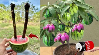 The Great Secret To Propagation Mango Trees In Watermelon Fruit Get Fruit Fast 100%